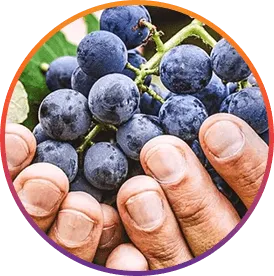 ResveraBurn™ Resveratrol ingredient