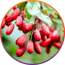 ResveraBurn™ Genistein ingredient
