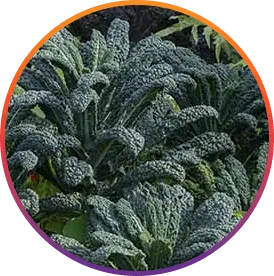 ResveraBurn™ Glutathione ingredient