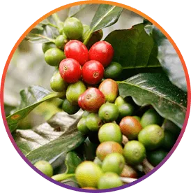 ResveraBurn™ Chlorogenic Acid ingredient